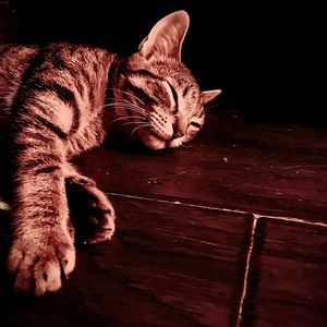 Meet your Posher, Ariel